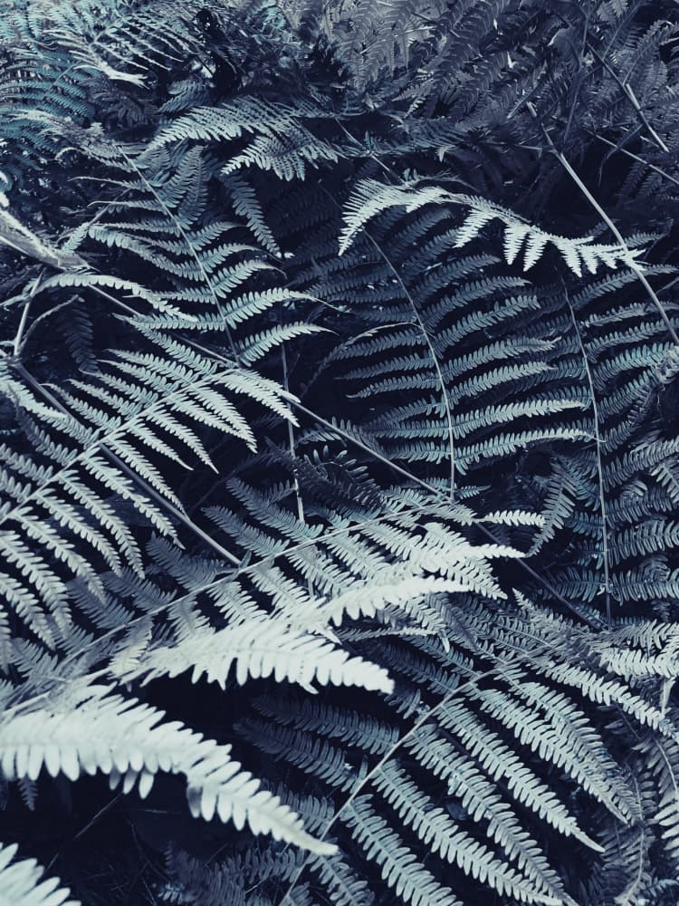 Moody Fern Patterns by Bilge Paksoylu — canvas wall art
