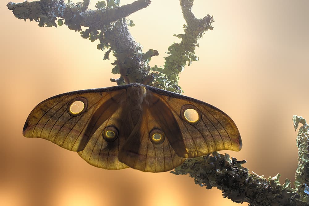 Golden Winged Moth by Jimmy Hoffman — canvas wall art
