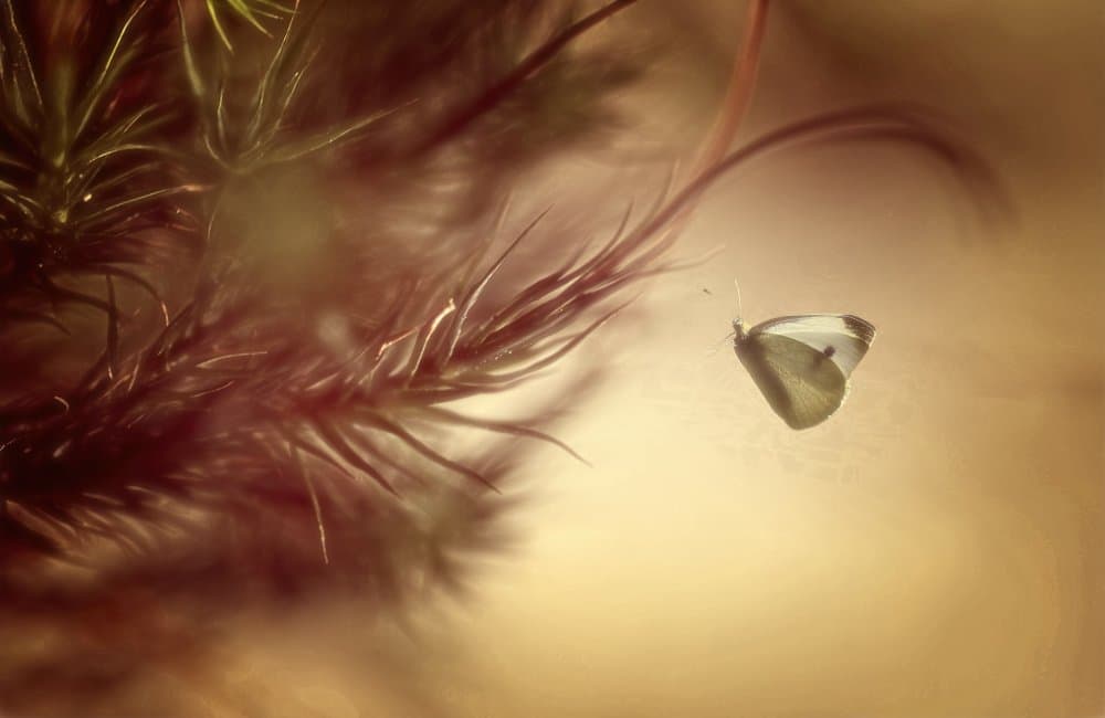 Dreamy White Butterfly Flight by Anna Cseresnjes — canvas wall art