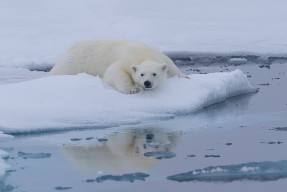 Polar Bear and Cub by Manish Nagpal — canvas wall art