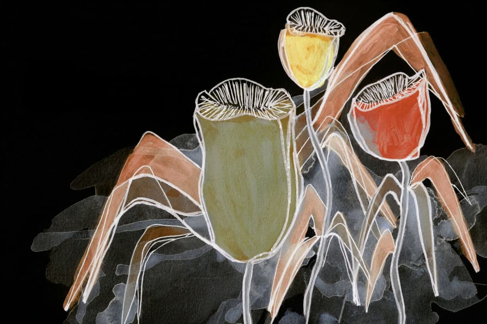 Dark Botanical Pods by Lori Ann Folz — canvas wall art