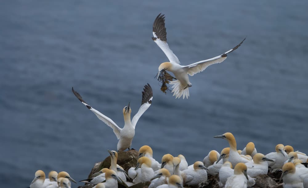 Gannets Return To Nest by Larry Deng APA — canvas wall art
