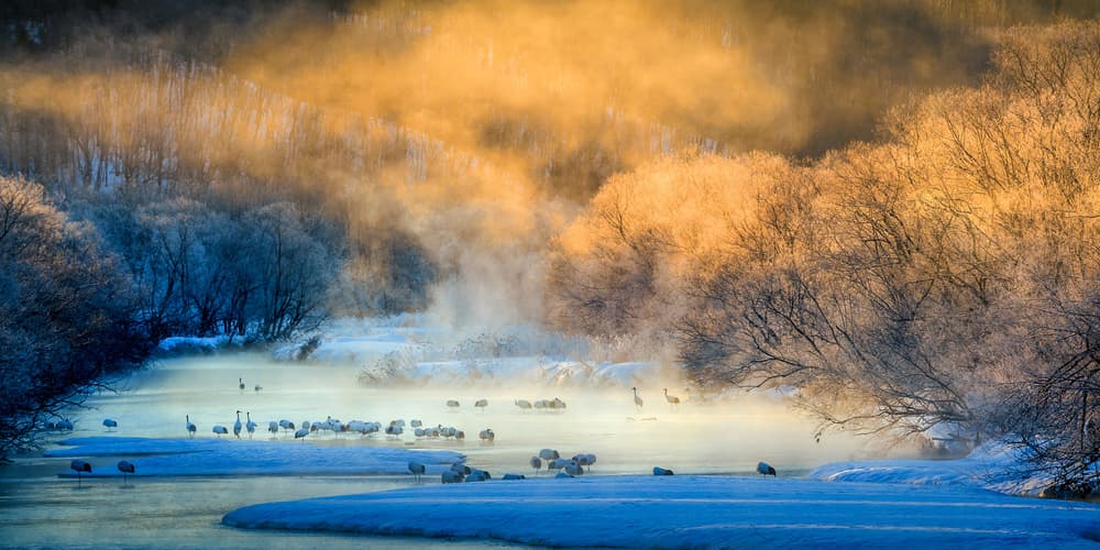 Golden Mist Cranes by Hung Tsui — canvas wall art