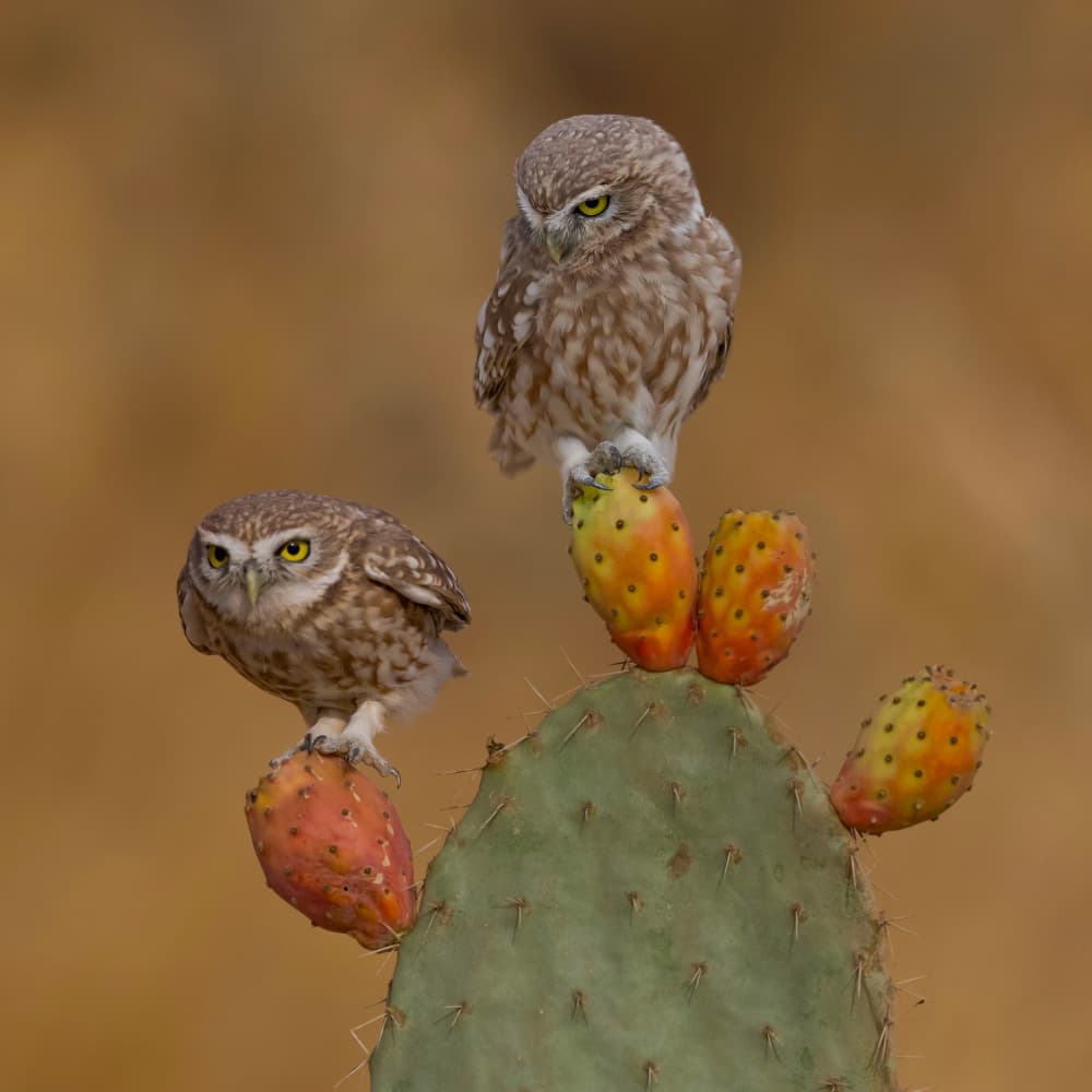 Little Owls on Prickly Pear by David Manusevich — canvas wall art