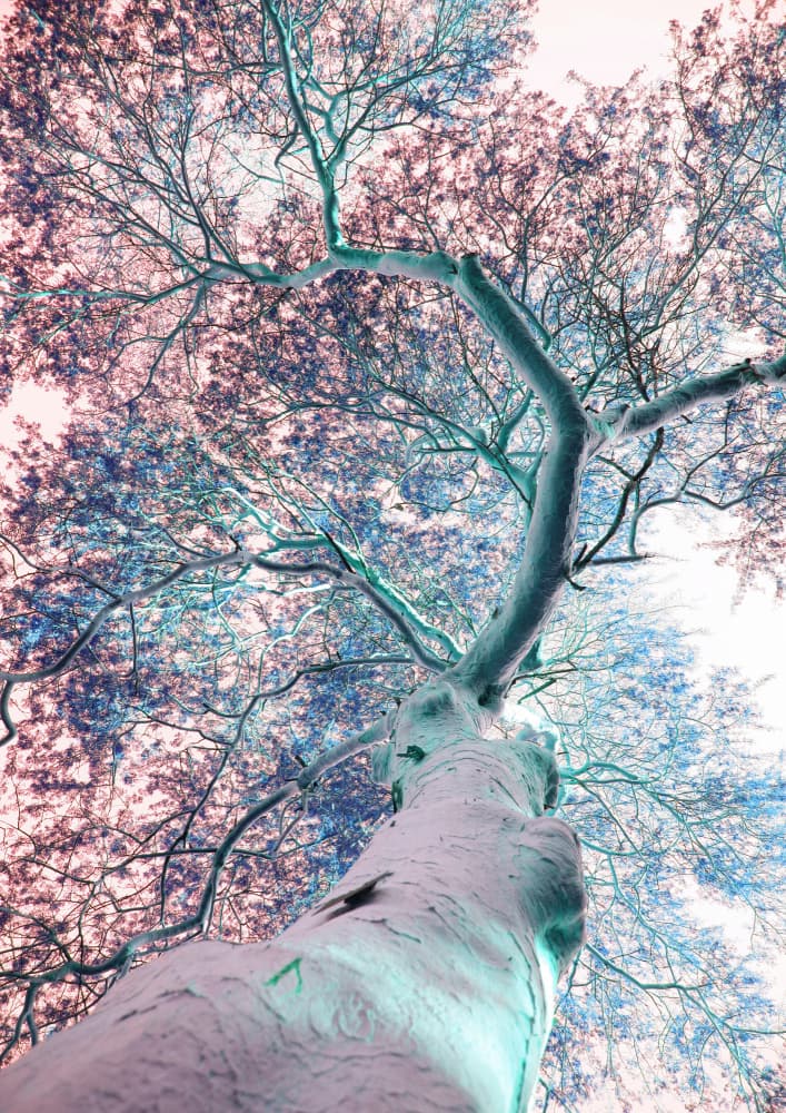 Dreamscape Canopy by Shot by Clint — canvas wall art