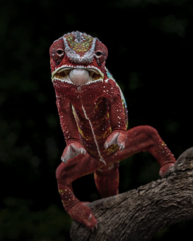 Vibrant Red Chameleon by Tantoyensen — canvas wall art