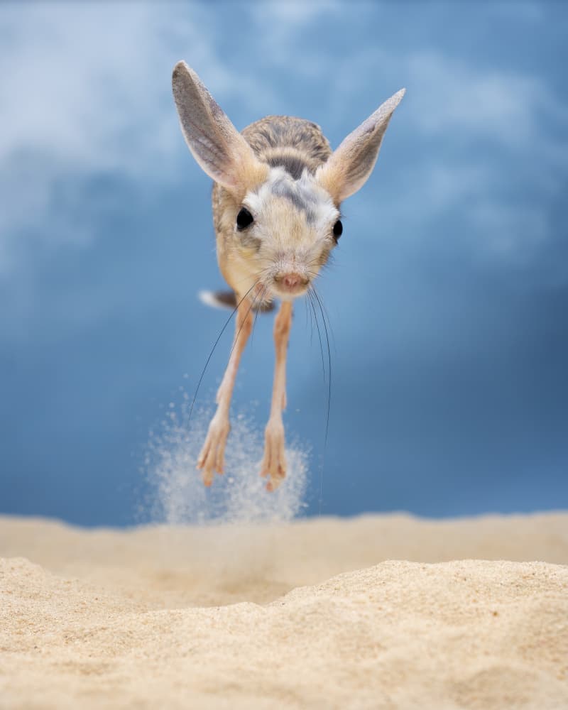 Jumping Desert Jerboa by Tantoyensen — canvas wall art