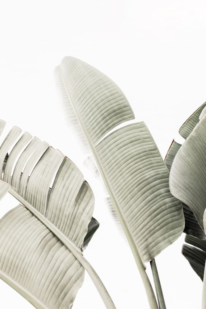 Banana leaf 1 by Kathrin Pienaar — canvas wall art