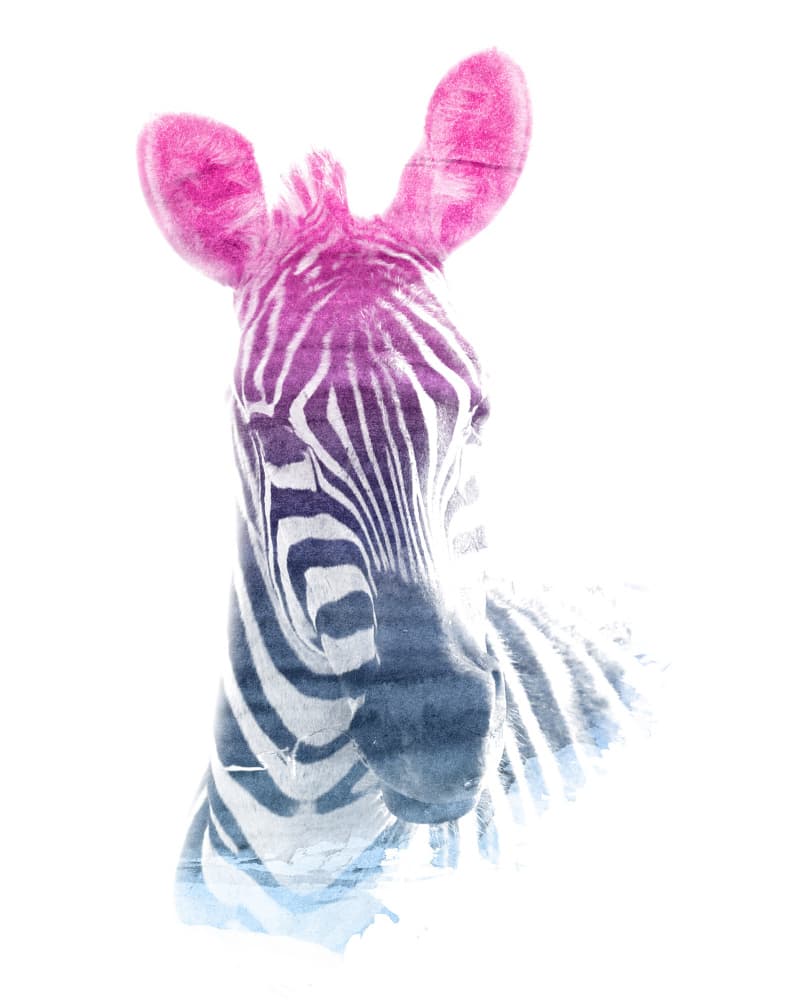 Pink Blue Zebra by Emiliano Deificus — canvas wall art