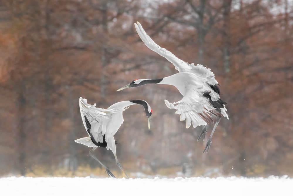 Dancing Cranes In Snow by Larry Deng APA — canvas wall art