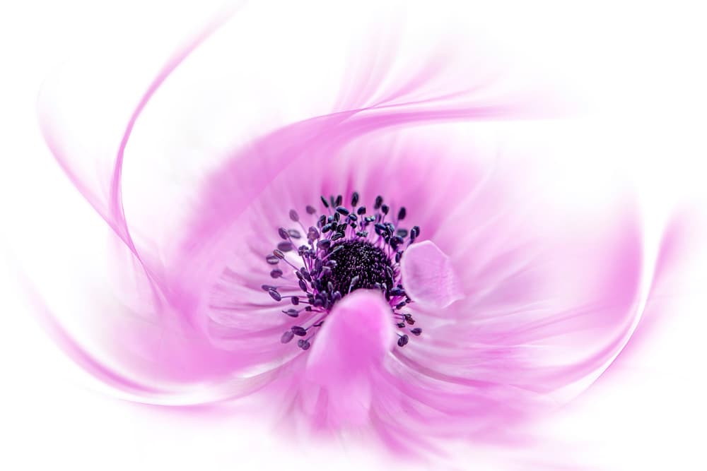 Ethereal Pink Flower by Jacky Parker — canvas wall art