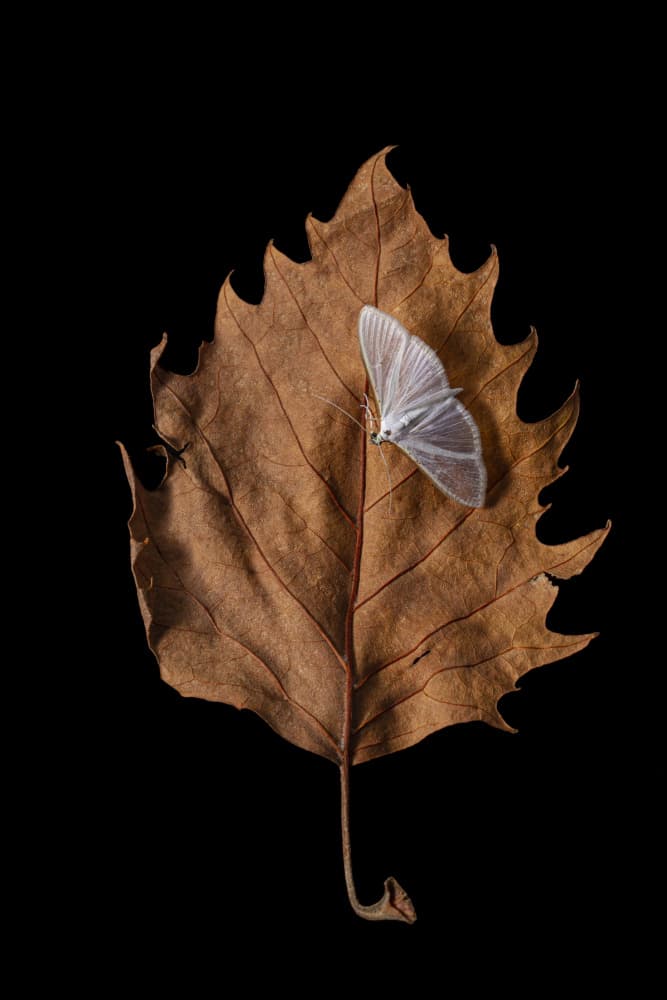 Delicate Moth on Leaf by JUAN CARLOS HERVÁS MARTÍNEZ — canvas wall art