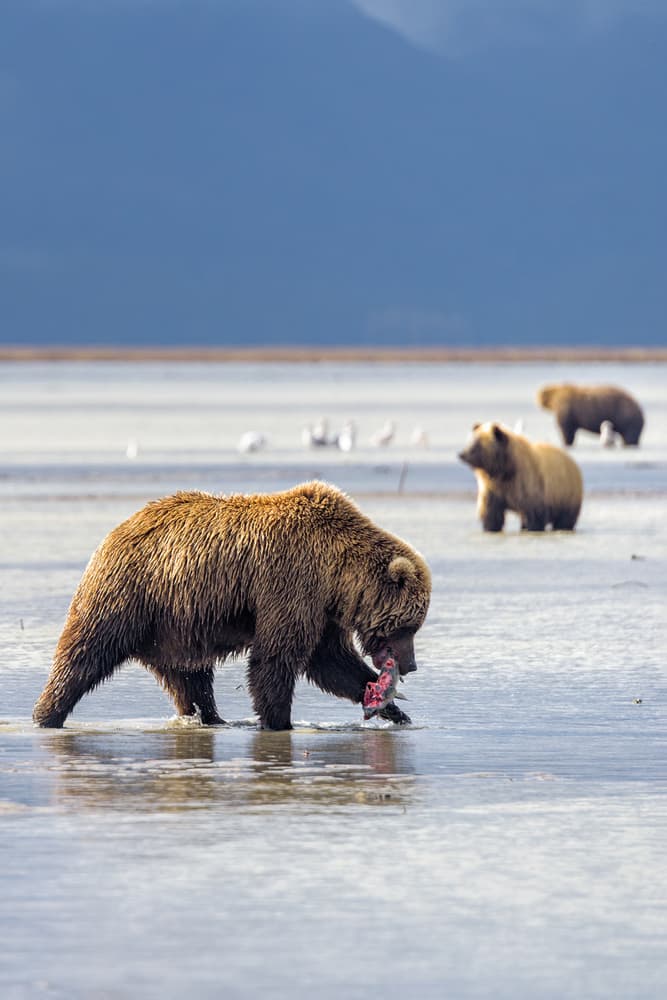 Grizzly Bears Catching Fish by Roberto Marchegiani — canvas wall art