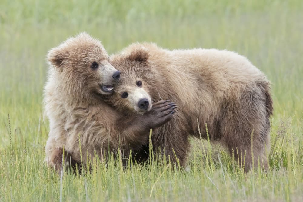 Playful Grizzly Cubs by Linda D Lester — canvas wall art
