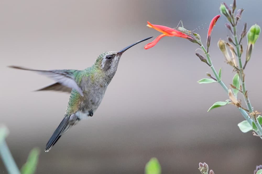 Hummingbird Feeding Red Flower by Bill Lu — canvas wall art