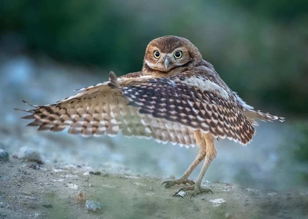 Alert Burrowing Owl by Annie Poreider — canvas wall art