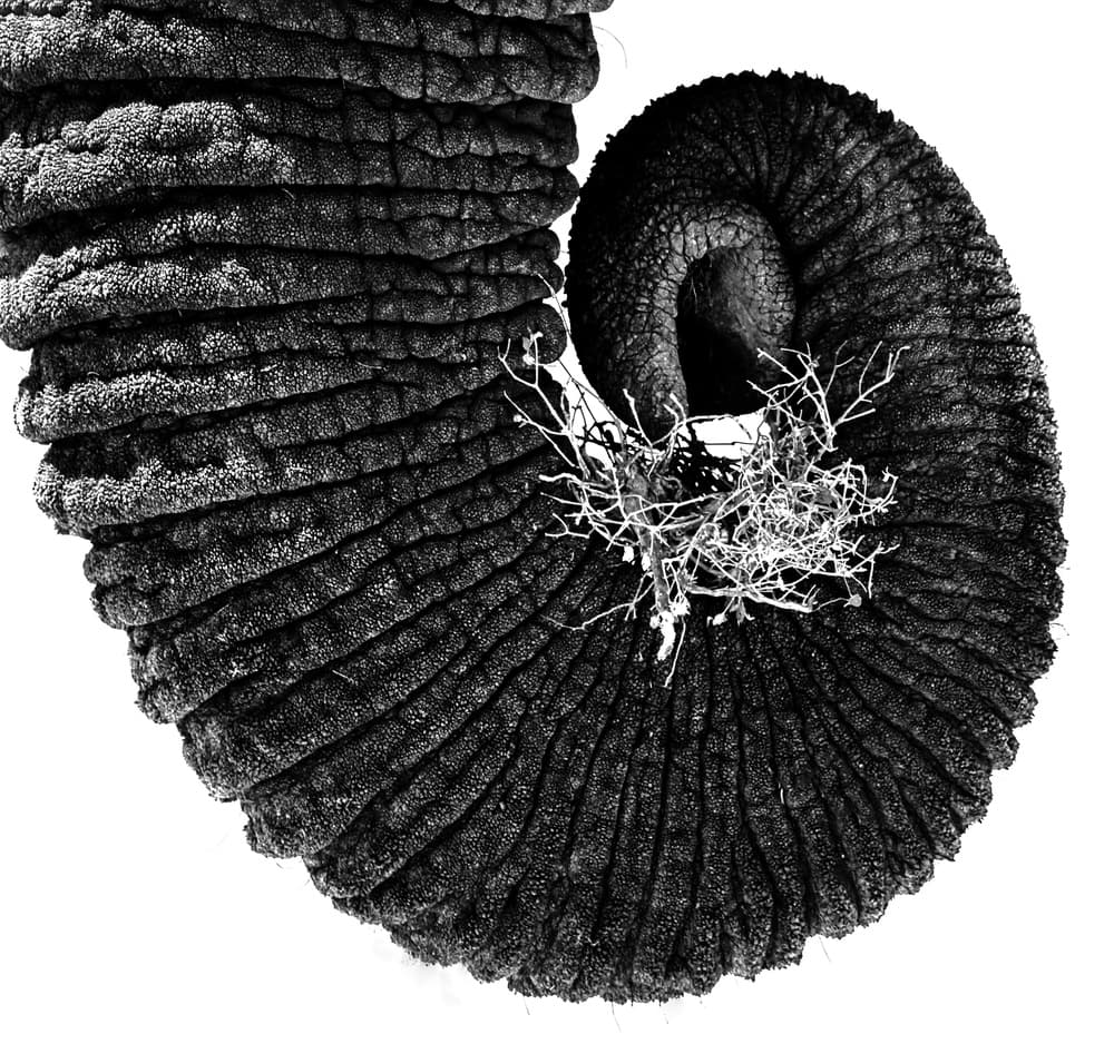 Elephant Skin Spiral by Hans-Wolfgang Hawerkamp — canvas wall art