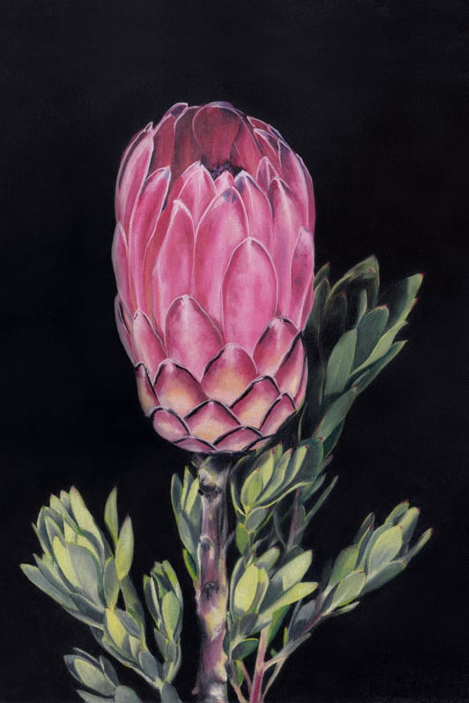 Vibrant Pink Protea by Viccy Wanliss — canvas wall art