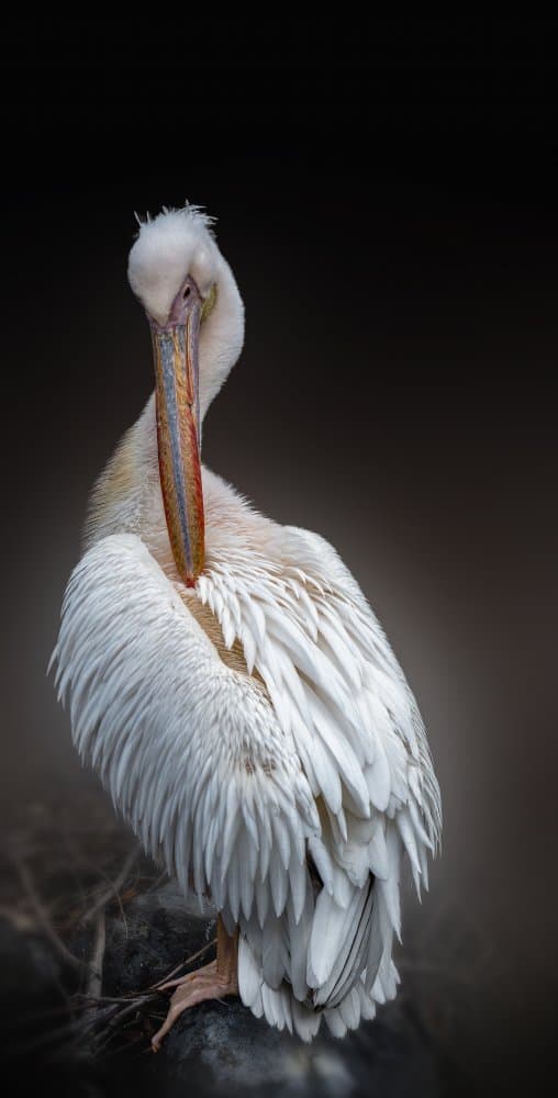 Elegant Pelican Preening by Jealousy — canvas wall art