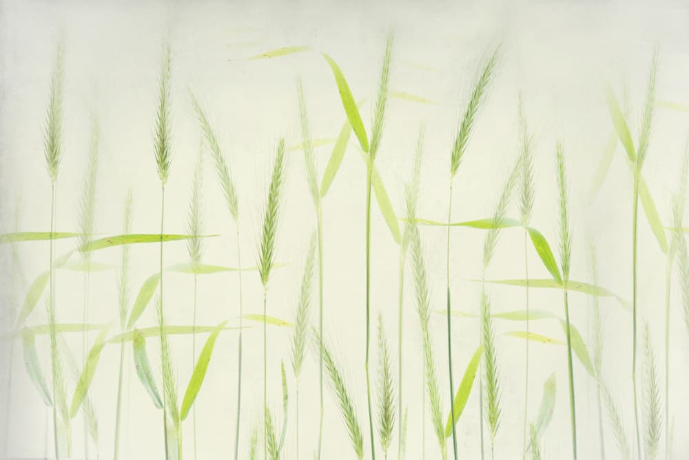 Soft Green Field by Greetje van Son — canvas wall art