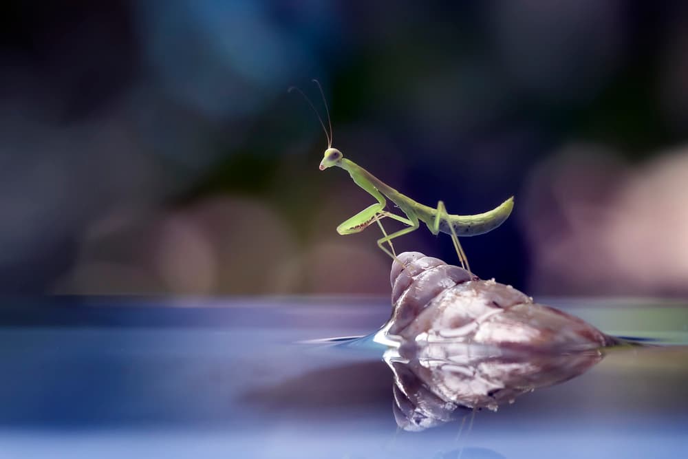 Praying Mantis Reflection by Fauzan Maududdin — canvas wall art