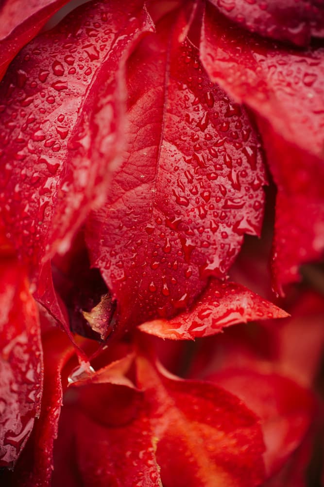 Vibrant Wet Autumn Leaves by Javier Pardina — canvas wall art