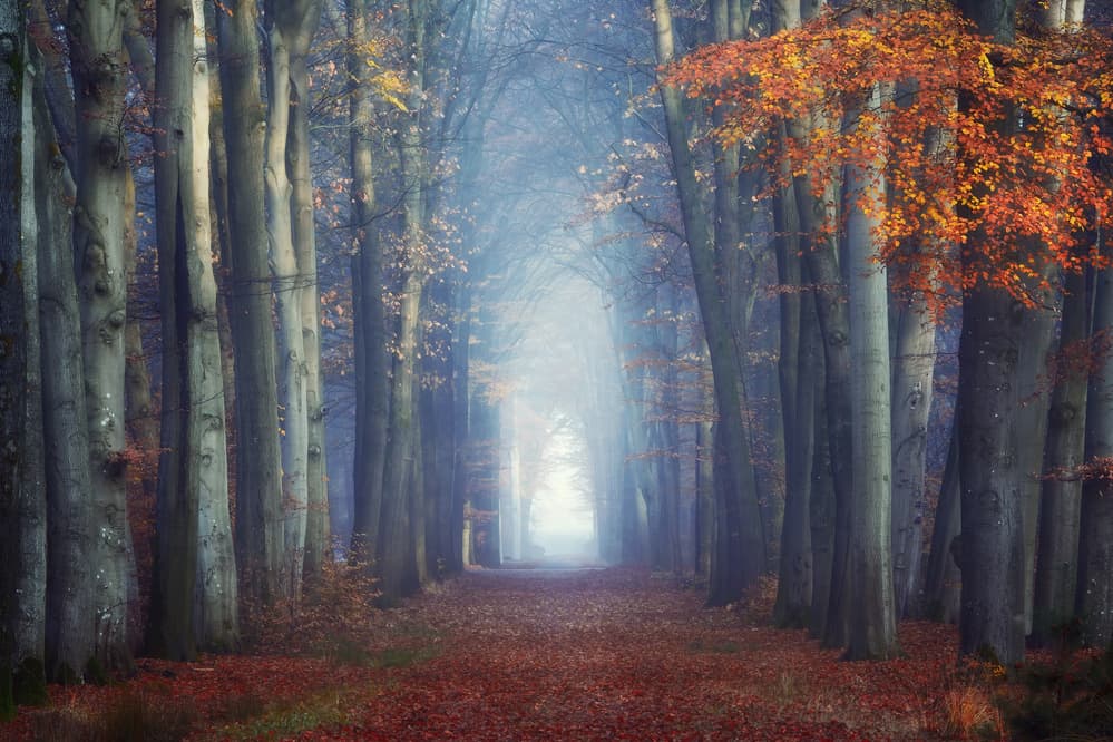 Misty Autumn Forest Path by NingYun Ye — canvas wall art