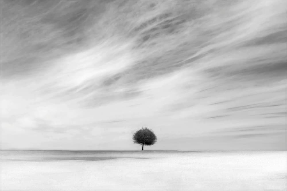 Solitary Tree Horizon by Gilbert Claes — canvas wall art