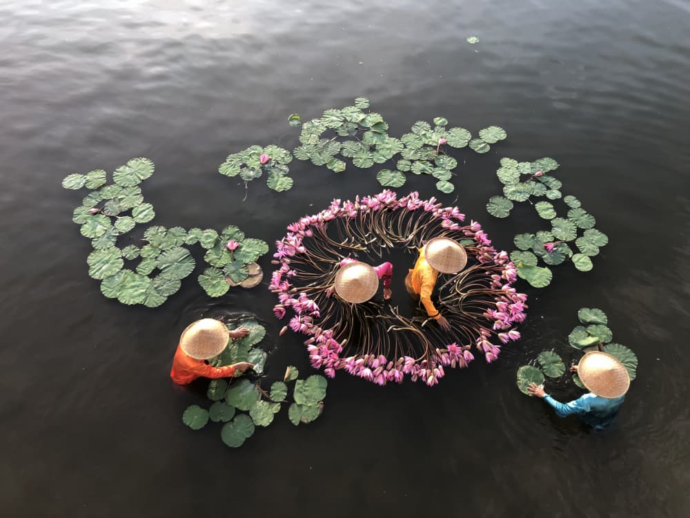 Lotus Flower Harvest by Ajar Setiadi — canvas wall art