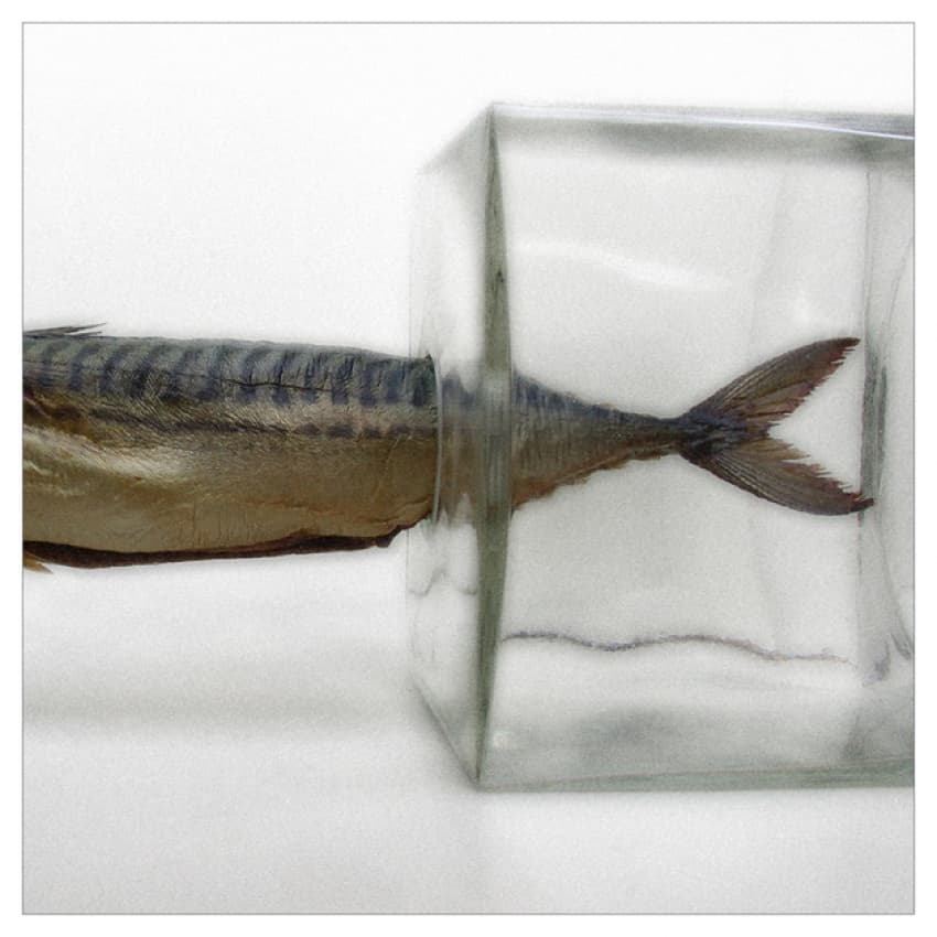Mackerel In Clear Glass by Huib Limberg — canvas wall art