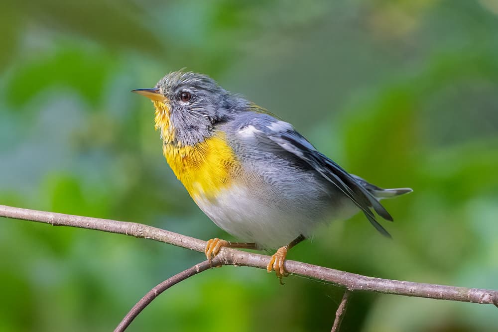 Yellow Warbler on Branch by Robert Zhang — canvas wall art