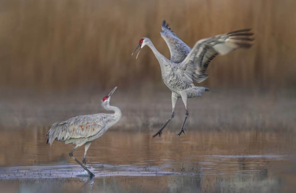 Sandhill Cranes Landing by Qing Zhao — canvas wall art