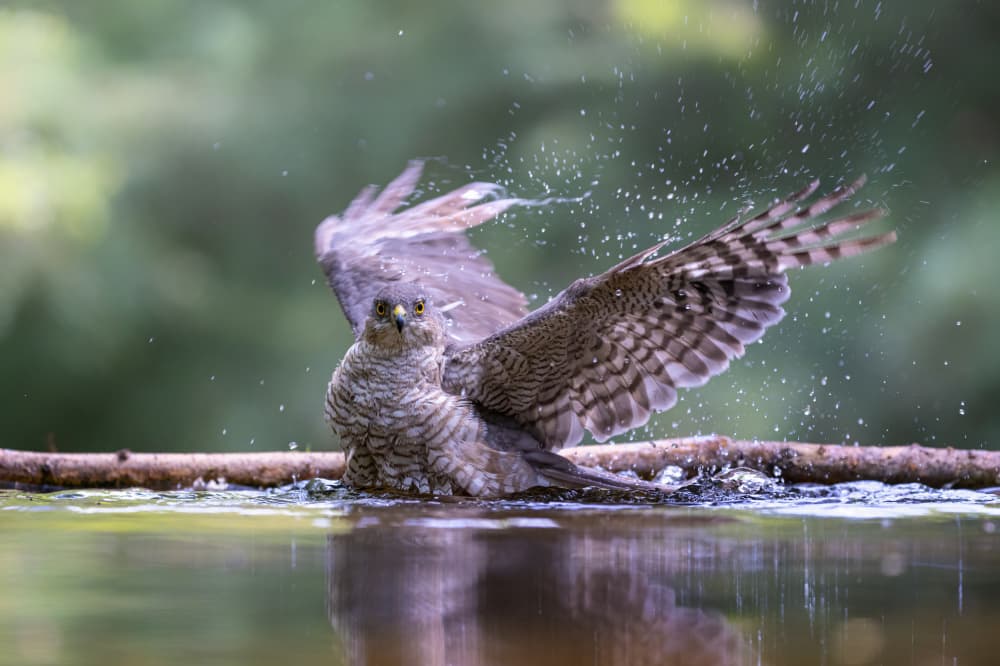 Hawk Bathing Splash by Siyu_Wei APA — canvas wall art