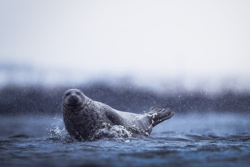 Serene Seal Splash by Magnus Renmyr — canvas wall art
