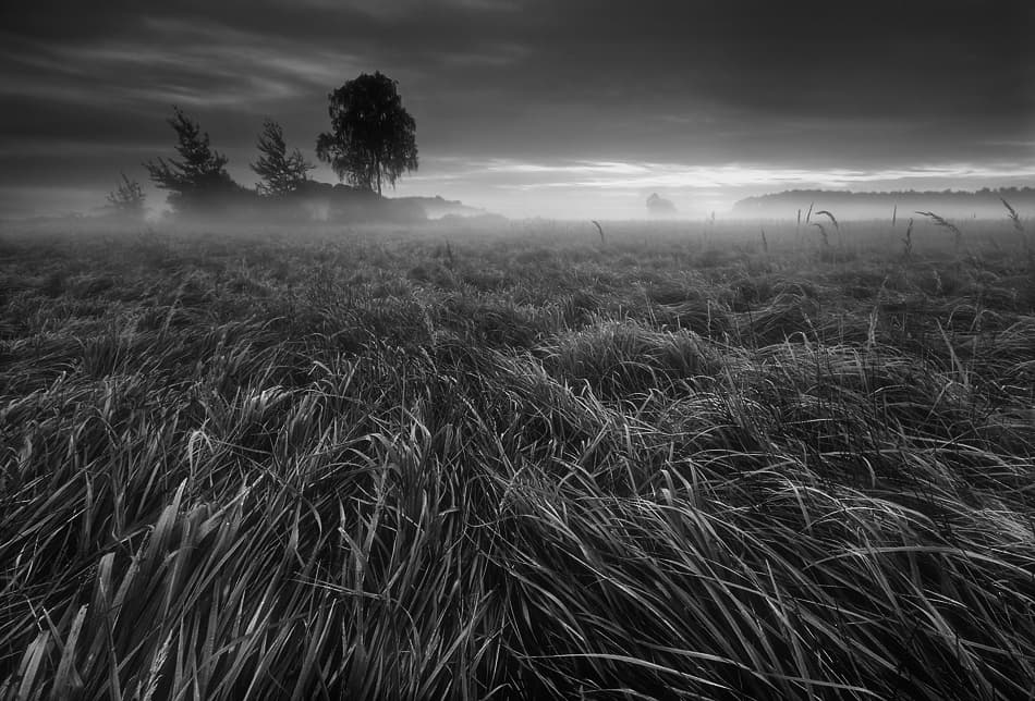 Misty Morning Field by Krzysztof Browko — canvas wall art