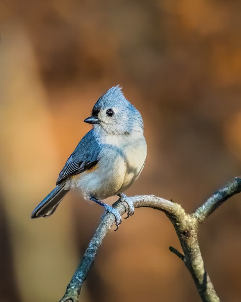 Curious Tufted Titmouse by Xiao Cai — canvas wall art