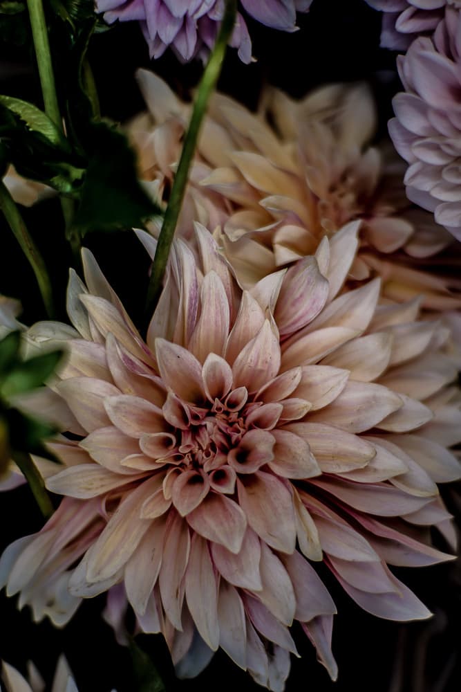 Petals in Bloom by Shot by Clint — canvas wall art