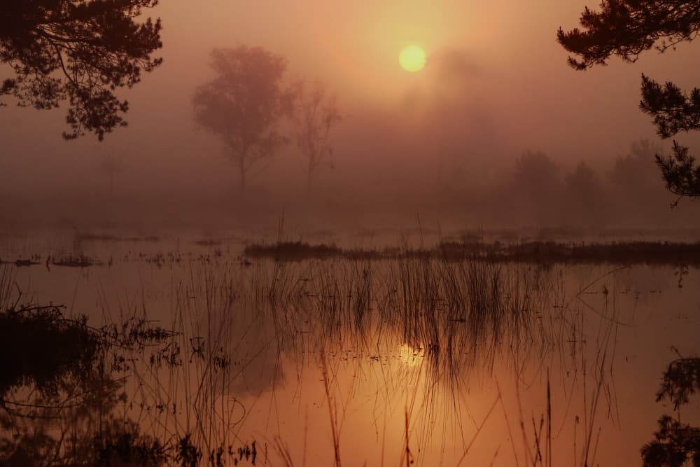 Golden Foggy Lake by Hilda van der Lee — canvas wall art