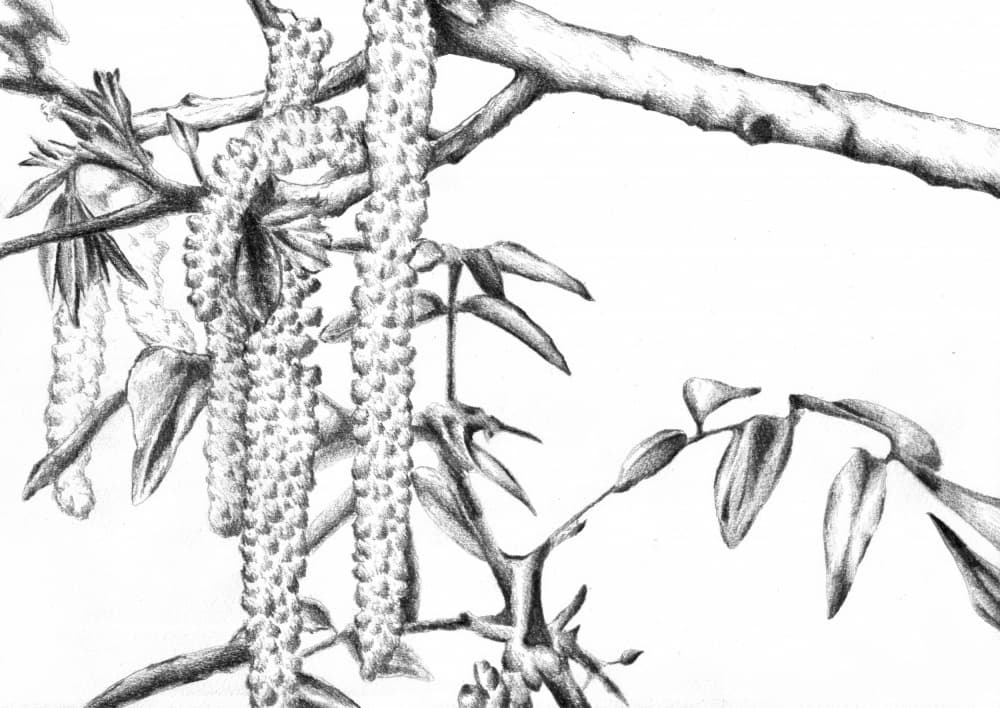 Spring Catkins Detail by Kulik — canvas wall art
