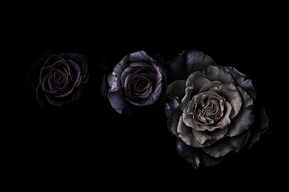 Moody Black Roses by Angel Julie — canvas wall art
