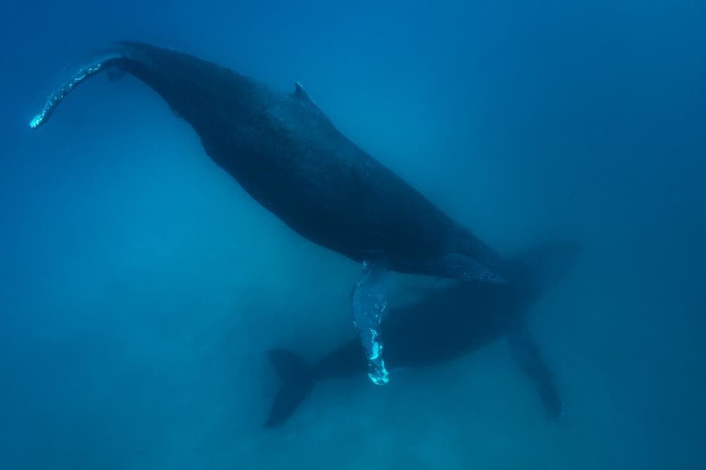 Humpback Whales Underwater by Barathieu Gabriel — canvas wall art