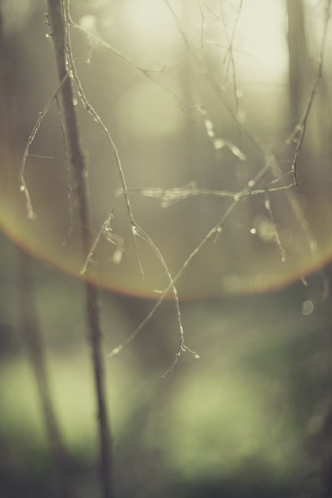 Misty Morning Branches by Javier Pardina — canvas wall art