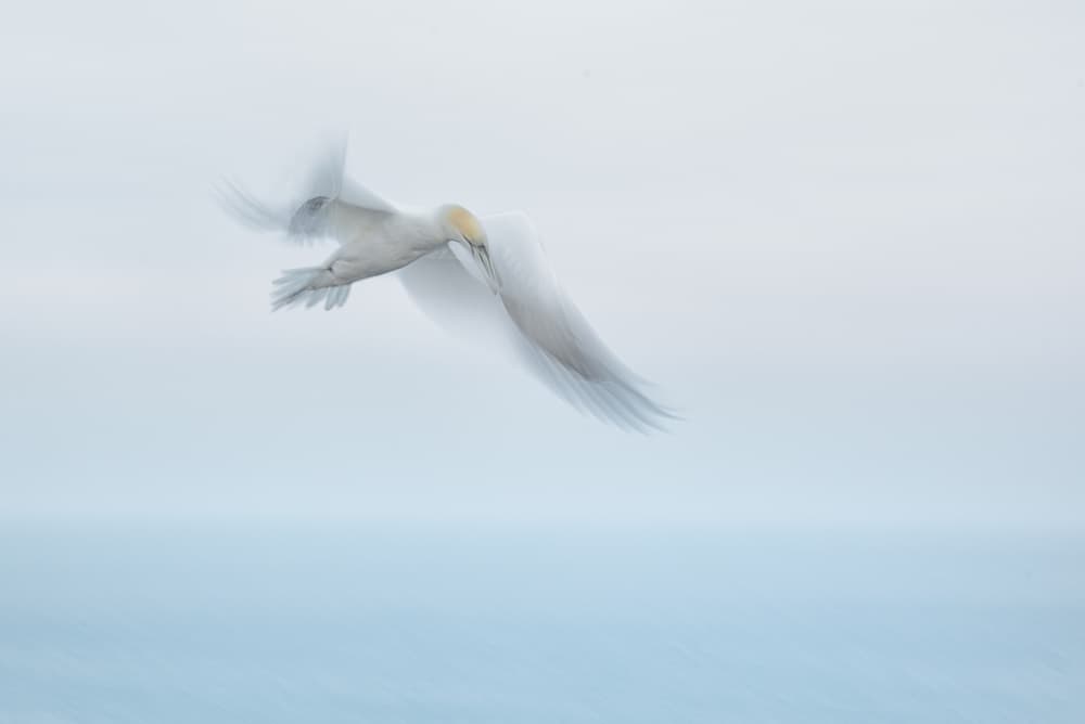 Ethereal Gannet Flight by Piet Haaksma — canvas wall art