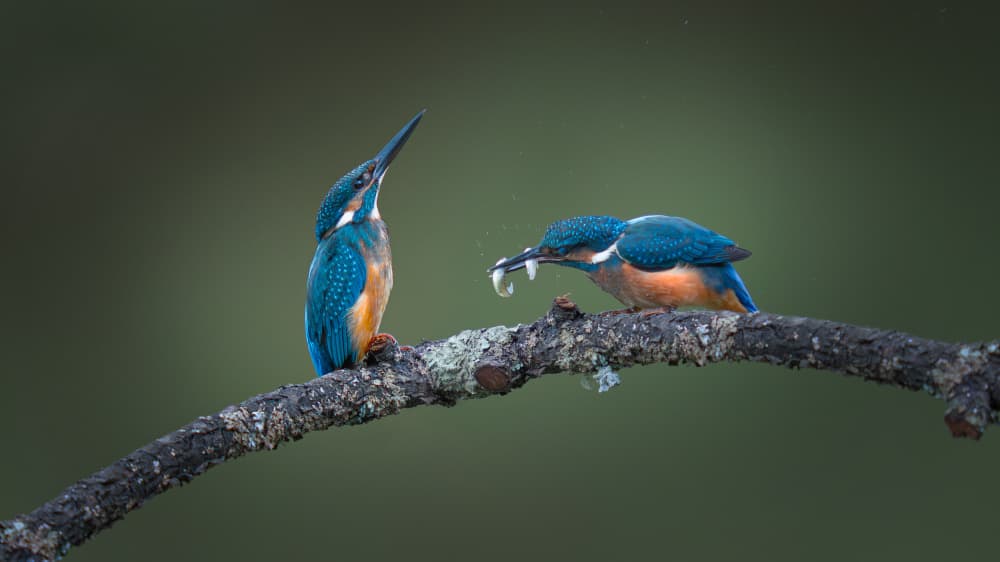 Kingfishers With Fresh Catch by tianhuayu — canvas wall art