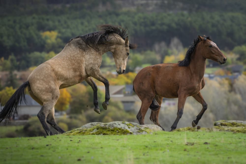 Wild Horses Playing by Jose Curto — canvas wall art