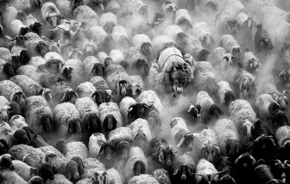 Dusty Sheep Herd by Gilcan Mete — canvas wall art