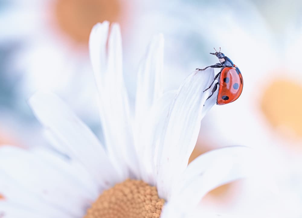 Ladybug on Daisy by Summer2016 — canvas wall art