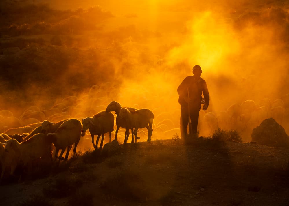 Shepherd's Golden Dust Trail by Feyzullah Tunç — canvas wall art