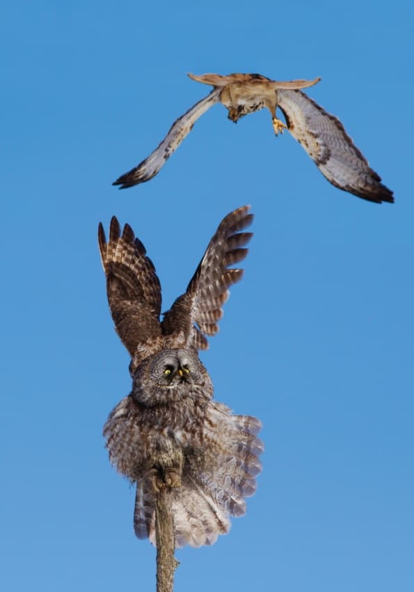 Birds of Prey Face-Off by Mircea Costina — canvas wall art
