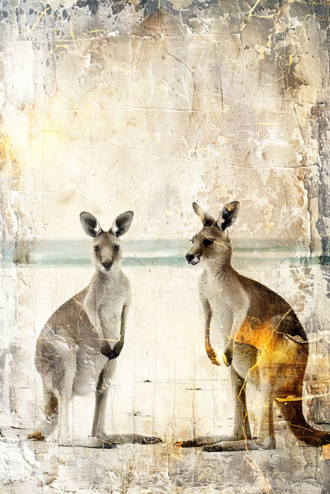 Textured Kangaroo Pair by Rafal Kulik — canvas wall art